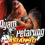 Ayam WS168 di Asian4D